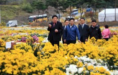 시군국화축제 견학